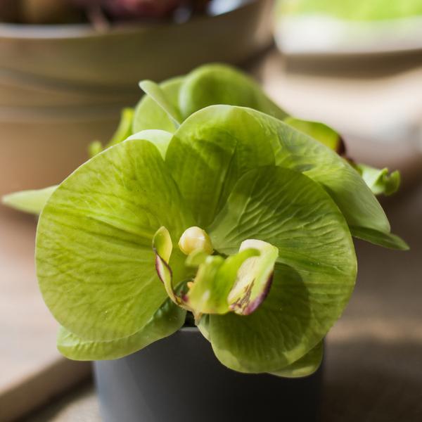 Artificial Faux Flower Mini Real Touch Potted Orchid Green - RusticReach