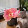 Artificial Flower Mini Real Touch Orchid in Peach Pink - RusticReach