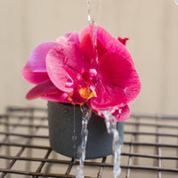 Potted Flower Mini Real Touch Potted Orchid in Velvet Red RusticReach 