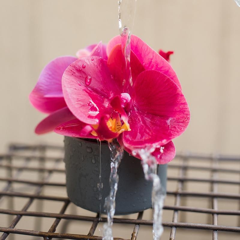 Artificial Potted Mini Real Touch Orchid Velvet Red - RusticReach