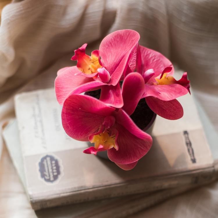 Artificial Potted Mini Real Touch Orchid Velvet Red - RusticReach