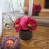 Artificial Potted Mini Real Touch Orchid Velvet Red - RusticReach