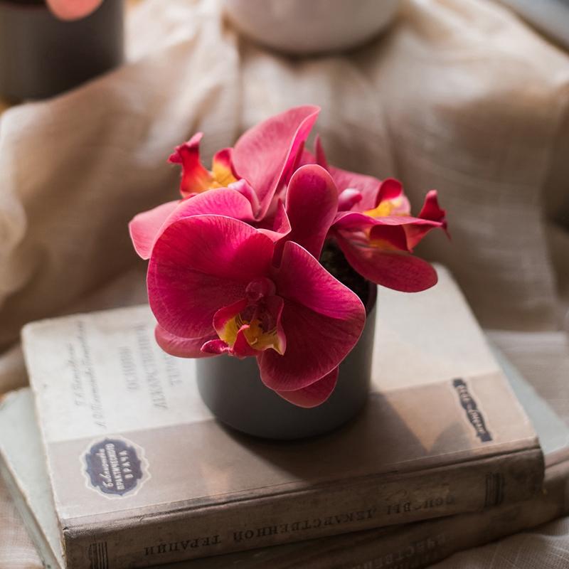 Potted Flower Mini Real Touch Potted Orchid in Velvet Red RusticReach 