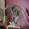 Artificial Faux Alocasia Plant In Pot 31" Tall - RusticReach