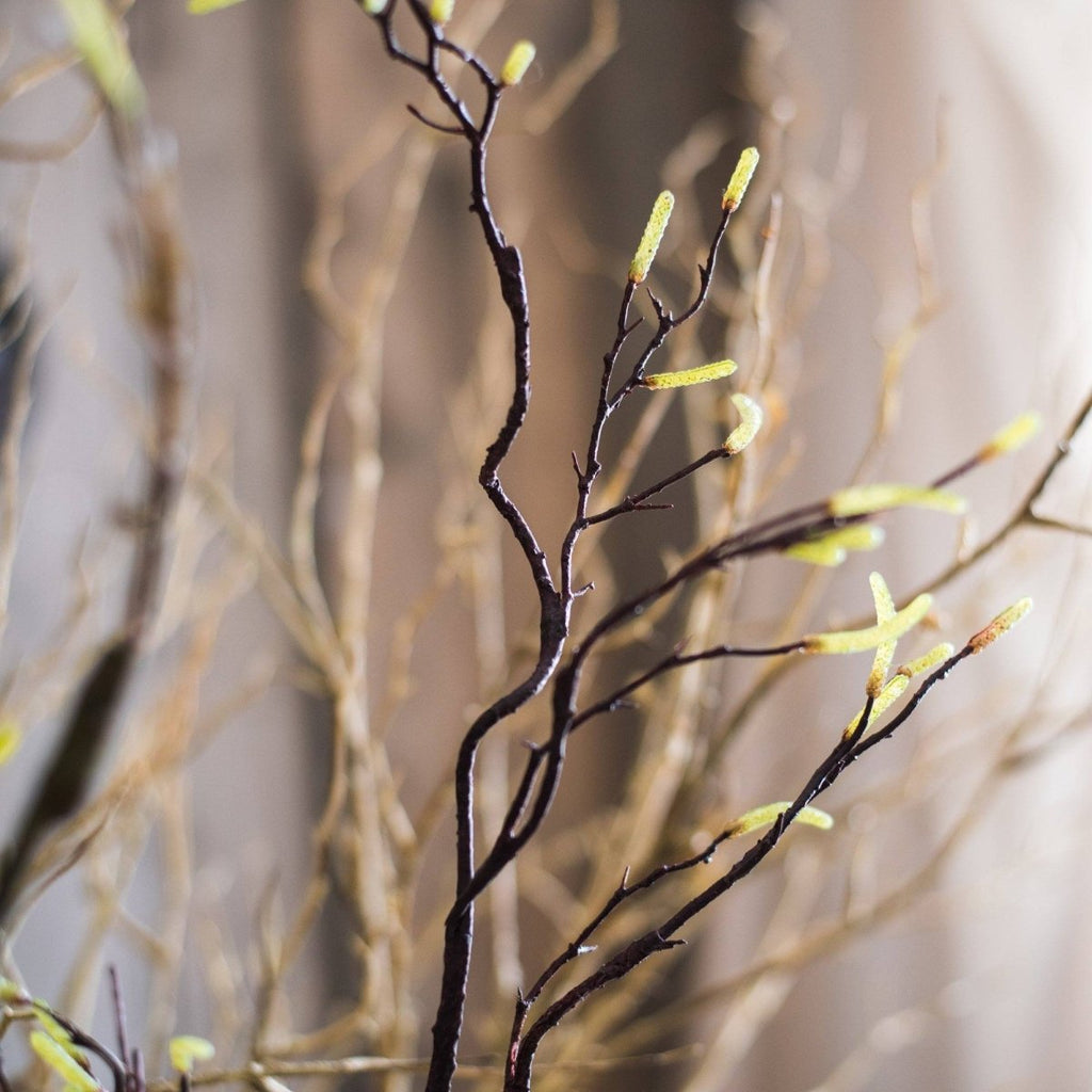 Seed Germination Branch Stem Faux - RusticReach