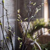 Seed Germination Branch Stem Faux - RusticReach