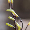Seed Germination Branch Stem Faux - RusticReach