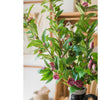 Silk Camellia Flower Leaf Stem in Champagne Pink or Purple - RusticReach