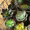 Small Succulent in Planter Randomly Picked Set of 5 - RusticReach