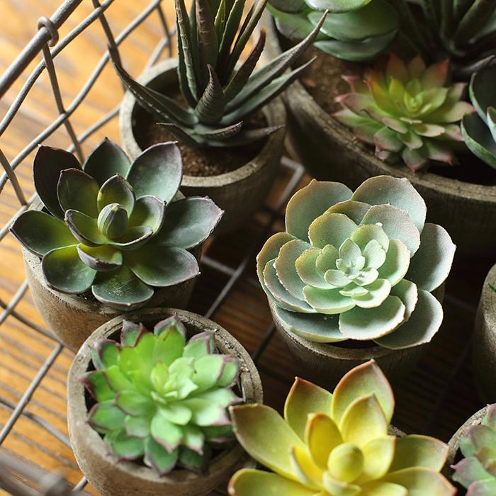 Small Succulent in Planter Randomly Picked Set of 5 - RusticReach