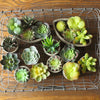 Small Succulent in Planter Randomly Picked Set of 5 - RusticReach
