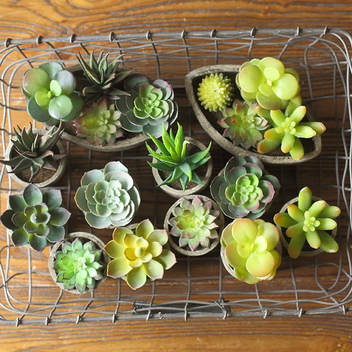 succulents reaching Small Succulent in Planter Randomly Picked Set of 5 – RusticReach