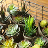 Small Succulent in Planter Randomly Picked Set of 5 - RusticReach