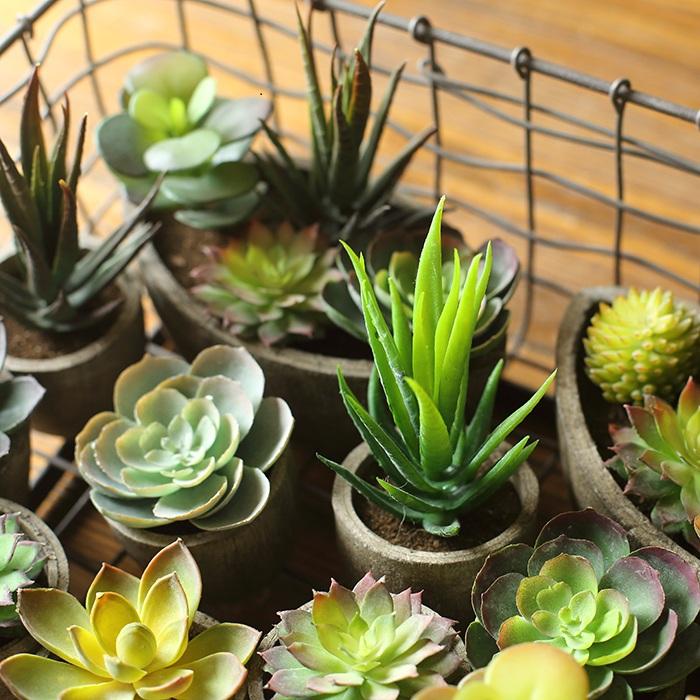 Small Succulent in Planter Randomly Picked Set of 5 - RusticReach
