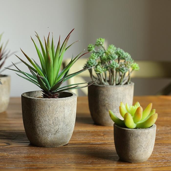 small succulent Small Succulent in Planter Randomly Picked Set of 5 – RusticReach