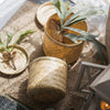 Southeast Asia Round Bamboo Tea Box Jar - RusticReach